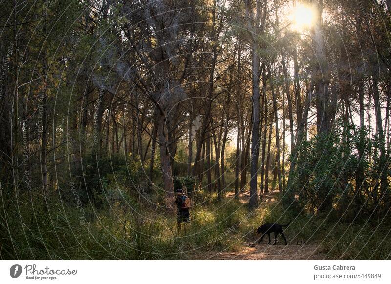 Mann geht mit seinem Hund bei Sonnenaufgang durch den Wald. Tier Haustier Außenaufnahme Farbfoto Natur Tag Bäume Bäume Wald Umwelt Landschaft Nadelwald