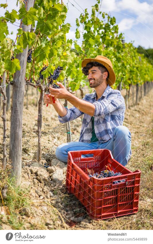 Mensch erntet Trauben im Weinberg Weintraube Weintrauben Weinbeeren ernten Ernte lächeln arbeiten Arbeit Mann Männer männlich Weingaerten Weingarten Weingärten