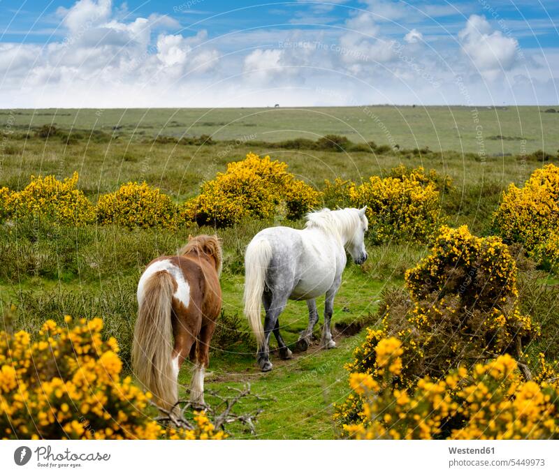 UK, Devon, zwei Dartmoor-Ponys im Dartmoor-Nationalpark Wolke Wolken Ruhe Beschaulichkeit ruhig Wildtier Wildtiere Dartmoor Nationalpark Wildleben wildlife gelb