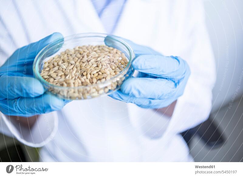 Wissenschaftlerin im Labor hält Getreideprobe in Petrischale Korn Labore Petrischalen untersuchen prüfen wissenschaftlich Wissenschaften Probe Muster Pflanze