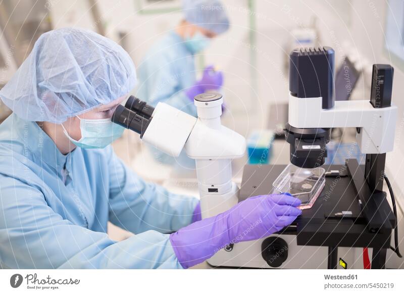 Kontrolle der Stielqualität in Anzuchtbehältern im Labor für die Drogenproduktion Mikroskop Mikroskope Labore Wissenschaft wissenschaftlich Wissenschaften