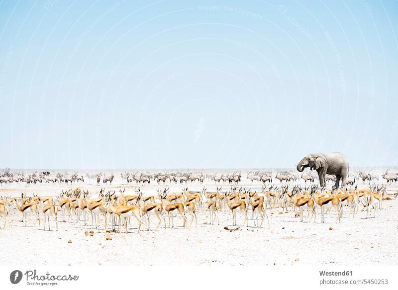 Namibia, Etoscha-Nationalpark, Elefant umgeben von Springböcken und Oryx Außenaufnahme draußen im Freien Fülle Fuelle Etosha Wildleben wildlife Gemeinschaft