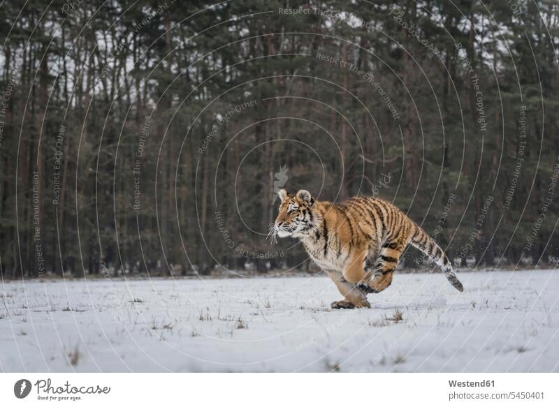 Junger sibirischer Tiger jagt im Schnee Sibirischer Tiger Amurtiger Panthera tigris altaica Sibirische Tiger Amur-Tiger ein Tier 1 Einzelnes Tier eins einzeln