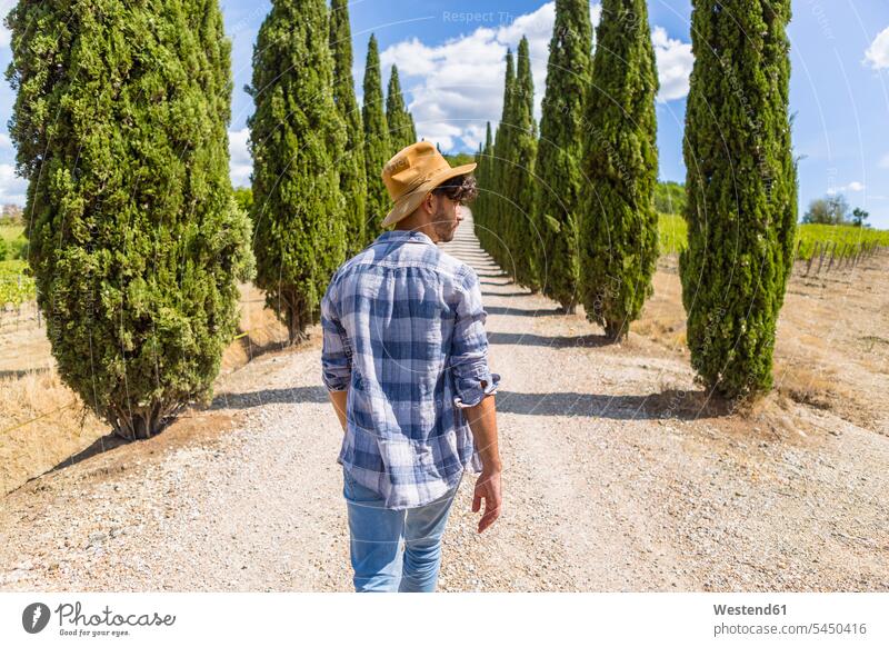 Italien, Toskana, Mann auf einer Straße mit Zypressen gehen gehend geht Männer männlich unbefestigte Strasse unbefestigte Straße Cupressus Erwachsener erwachsen