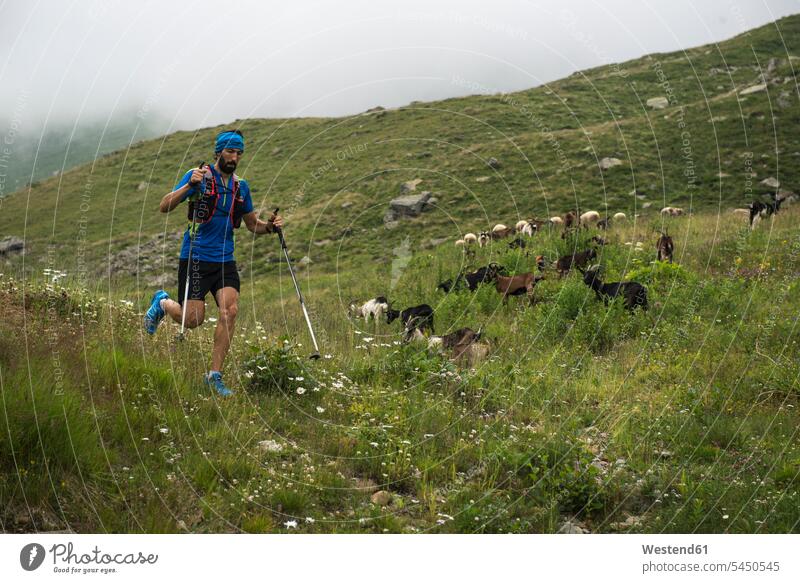 Italien, Alagna, Fährtenläufer auf der Alm unterwegs Sportler Mann Männer männlich laufen rennen Berg Berge Erwachsener erwachsen Mensch Menschen Leute People