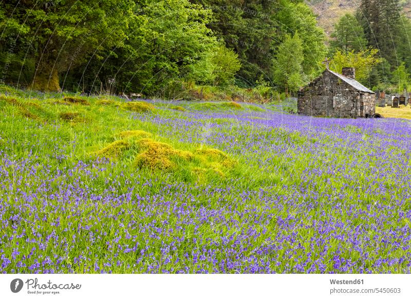 UK, Schottland, Highland, Ballachulish, Glockenblumen neben der Kirche St. John's Reise Travel ländlich auf dem Land auf dem Lande Ruhe Beschaulichkeit ruhig