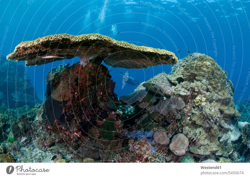 Indonesien, Bali, Nusa Lembonga, Nusa Penida, Tischkoralle, Acropora cytherea und Taucher Bali Island tropisch Natur Unterwasserwelt unter Wasser
