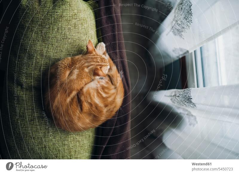 Katze schläft auf der Rückenlehne einer Couch Haustier Haustiere Lehne Lehnen Entspannung relaxen entspannen getigert müde abgespannt ein Tier 1 Einzelnes Tier
