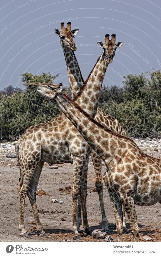 Namibia, Etoscha-Nationalpark, drei Giraffen Lebensraum Tierhals Tierhälse Haelse Hals Tierhaelse Hälse Drei Tiere 3 3 Tiere ländliches Motiv nicht städtisch