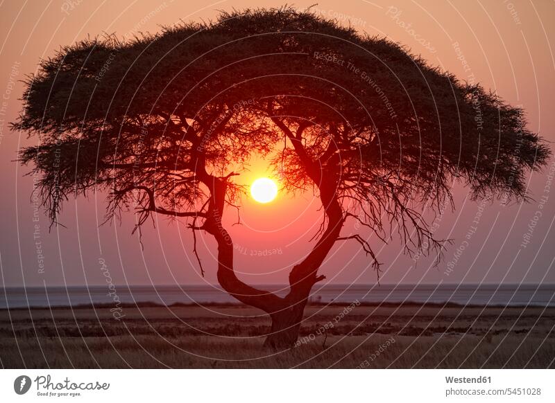 Namibia, Etoscha-Nationalpark, Sonnenuntergang Silhouette Umriß Gegenlicht Schattenbilder Silhouetten Konturen Umriss Umrisse Abendlicht abendliches Licht