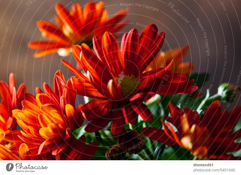 Rote Chrysantheme, Nahaufnahme Niemand leuchtende Farbe leuchtende Farben Natur Chrysanthemen Zerbrechlichkeit zerbrechlich Blütenblatt Blütenblätter Zartheit