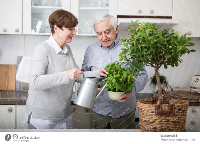 Älteres Ehepaar gießt Topfpflanzen in der Küche Ruhestand Pension pensioniert Pensionierung Rente Paar Pärchen Paare Partnerschaft Gießkanne Giesskannen
