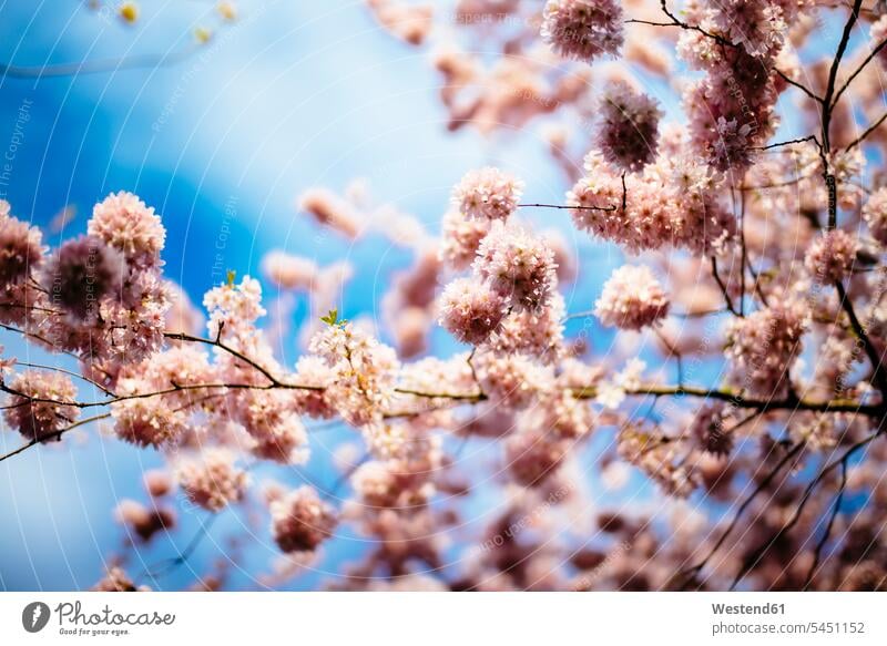 Kirschblüten Deutschland Obstblüte Obstbluete Baumblüte Tag am Tag Tageslichtaufnahme tagsueber Tagesaufnahmen Tageslichtaufnahmen tagsüber Blüte Bluete Blueten