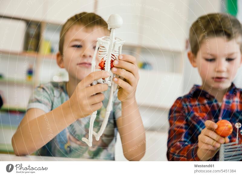 Junge hält anatomisches Modell im Kindergarten ansehen Skelett Skelette Modelle Kindergaerten Kindergärten Buben Knabe Jungen Knaben männlich lernen schauen