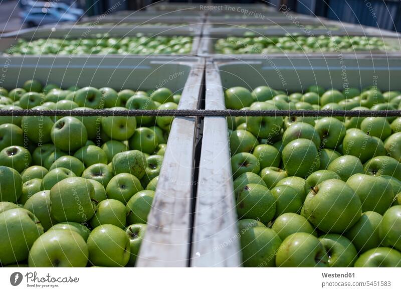 Grüne Äpfel in Kisten auf Lastwagen Food and Drink Lebensmittel Essen und Trinken Nahrungsmittel grüner Apfel grüne Äpfel Industrie industriell Gewerbe