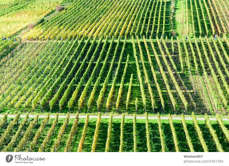 Deutschland, Rheinland-Pfalz, Ahrtal, Maischoss, Weinberg Weinbaugebiet Weinanbaugebiet Weinanbaugebiete Außenaufnahme draußen im Freien Weinrebe Rebe Weinreben