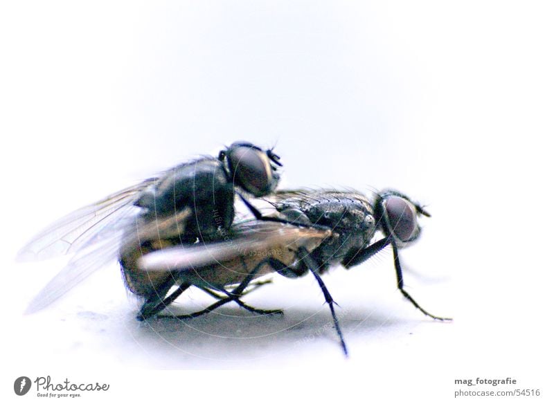 Fliegenpaarung Fortpflanzung Makroaufnahme Insekt Tier fliegen