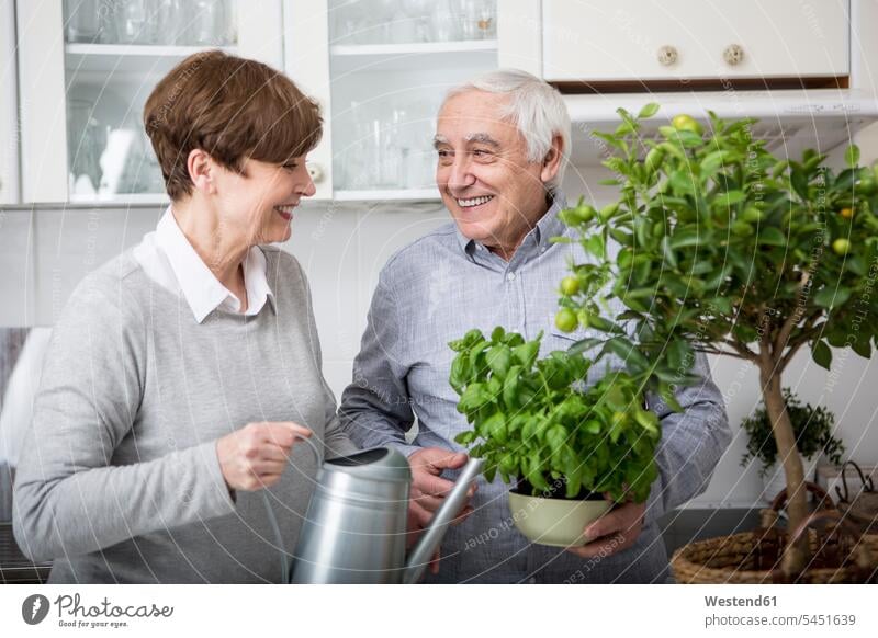 Älteres Ehepaar gießt Topfpflanzen in der Küche Senioren alte ältere gärtnern Gartenarbeit Gartenbau Basilikum Gießkanne Giesskannen Gießkannen Paar Pärchen