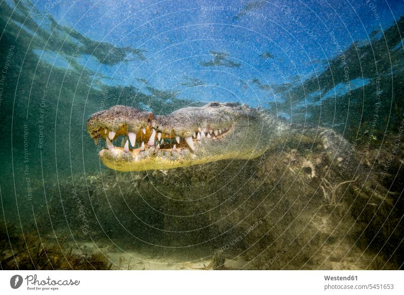 Mexiko, Amerikanisches Krokodil unter Wasser Natur schwimmen tauchen Gewässer Zahn Tierzahn Zähne Tierzähne Faszination Ehrfurcht einflößend faszinierend