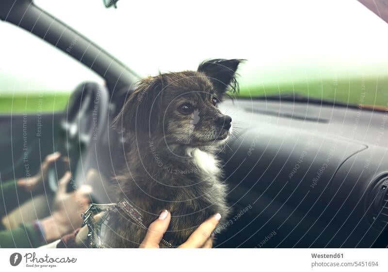 Porträt eines kleinen Hundes im Auto, der während der Fahrt zur Seite schaut Wagen PKWs Automobil Autos schauen schauend anschauen betrachten reisen verreisen