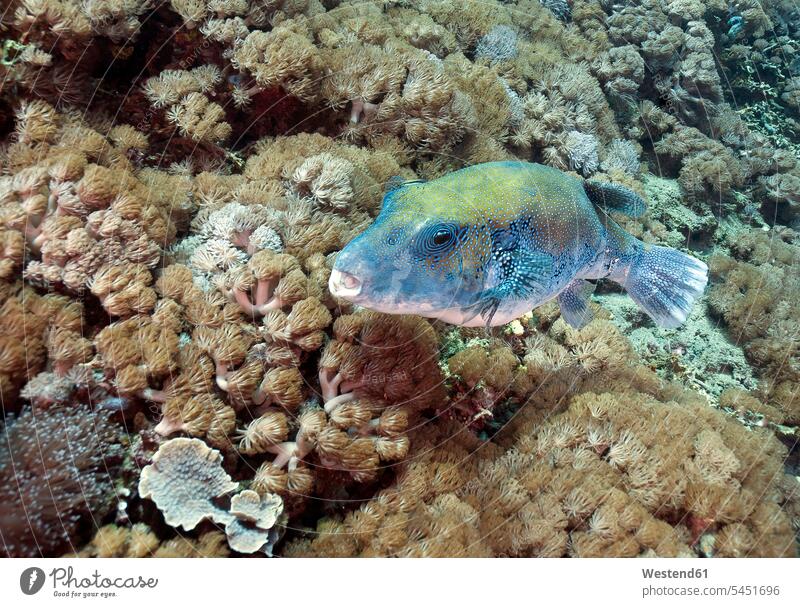 Indonesien, Bali, Nusa Lembongan, Blaupunkt-Kugelfisch, Arothron caeruleopunctatus Indischer Ozean Indik gesprenkelt getüpfelt getuepfelt gepunktet gefleckt