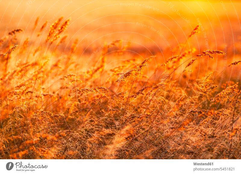 Großbritannien, Schottland, East Lothian, Wildgräser im Gegenlicht der Sonne bei Sonnenuntergang leuchten Fokus Auf Den Vordergrund Fokus Auf Dem Vordergrund