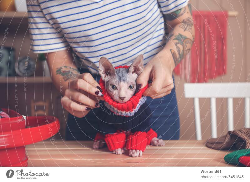 Frau zieht ihrer Sphynx-Katze zu Hause einen Pullover an Katzen weiblich Frauen Haustier Haustiere Tier Tierwelt Tiere Erwachsener erwachsen Mensch Menschen