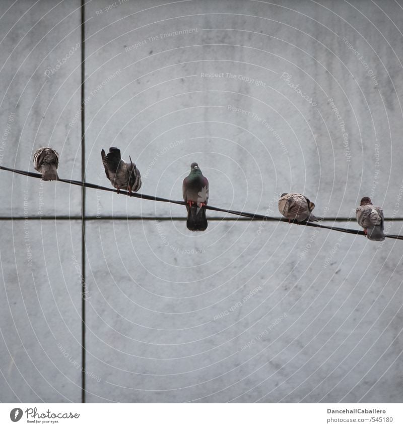 aus der Reihe tanzen Stadt Mauer Wand Tier Vogel Taube Tiergruppe Schwarm beobachten sitzen einzigartig anstrengen Zufriedenheit Gelassenheit Konkurrenz