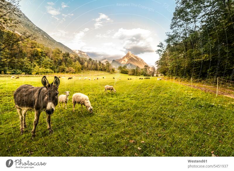 Slowenien, Bovec, Kanin-Tal, Schafe und Esel auf der Weide Equus asinus Schafherde Schafherden Tiermotive Tierthemen ländliches Motiv nicht städtisch Landschaft