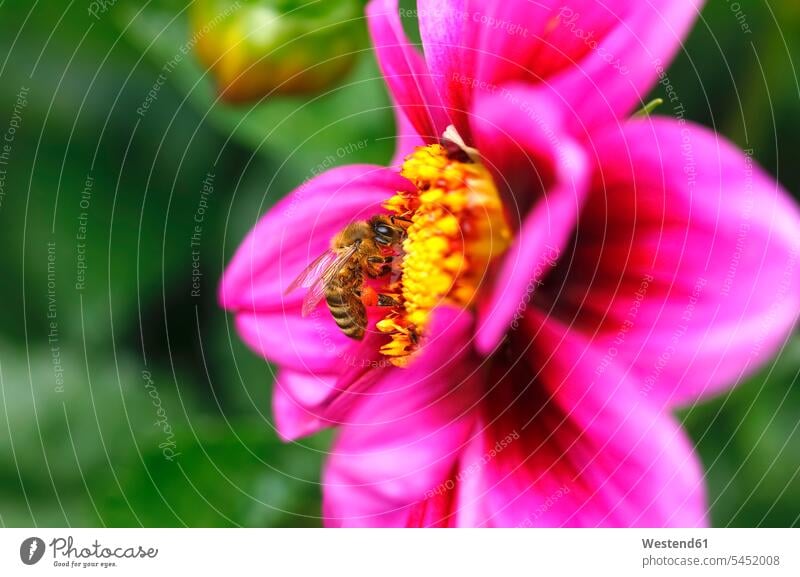 Honigbiene in der Dahlie Immen Apis Honigbienen Tiermotive Tierthemen Pollen Bluetenstaub Blütenstaub pink pinkfarben rosa Blume Blumen Entwicklung entwickeln