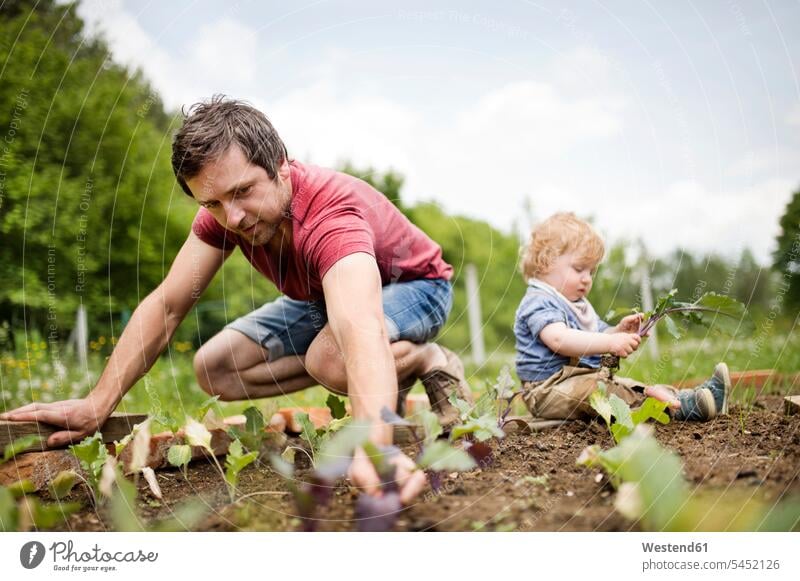 Vater mit seinem kleinen Sohn im Garten beim Pflanzen von Setzlingen Söhne pflanzen anpflanzen Pflanzensetzen Gärten Gaerten Papas Väter Vati Vatis Papis