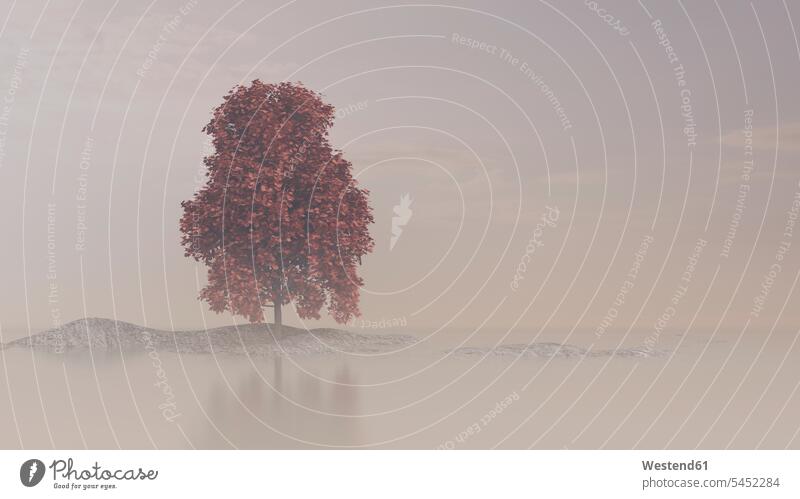 Herbstlicher Ahornbaum auf Fels im Wasser, 3D-Rendering Erholung erholen Nebel nebelig herbstlich Abgeschiedenheit Einsamkeit abgeschieden Acer Ahorne