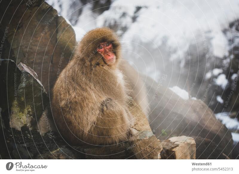Japan, Yamanouchi, Jigokudani-Affenpark, Porträt des rotgesichtigen Makak sitzen sitzend sitzt Wildtier Wildtiere ein Tier 1 Einzelnes Tier eins einzeln
