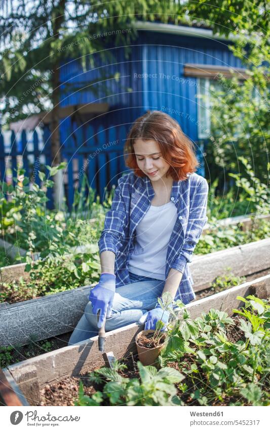 Junge Frau pflanzt Erdbeerpflanze im Garten Gärtnerin einpflanzen anpflanzen weiblich Frauen gärtnern Gartenarbeit Gartenbau Pflanzensetzen Gärten Gaerten