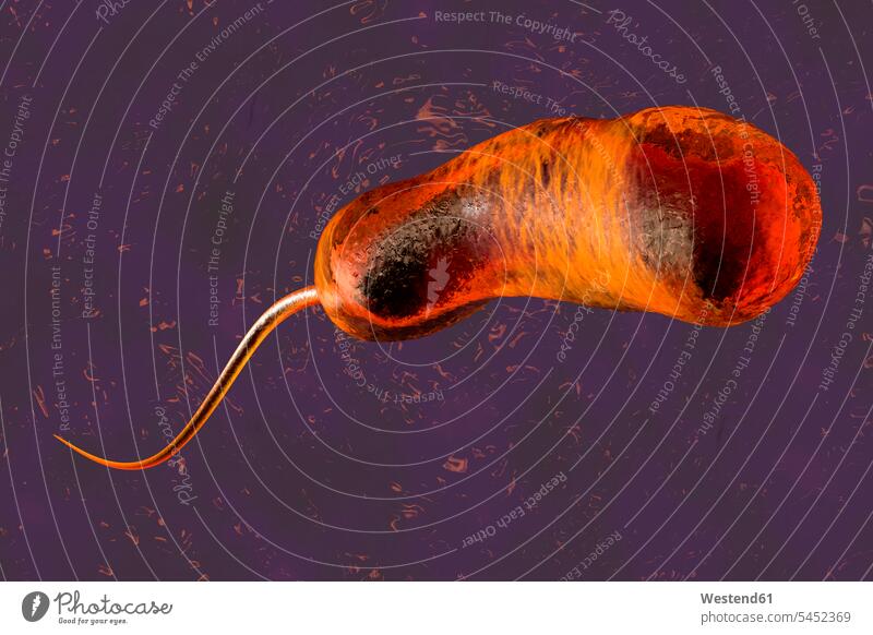 3D-gerenderte Illustration einer Konvergenz zu einem Vibrio Cholerae Bakterium, das Cholera verursacht Forschung Forschen Struktur Strukturen Form Formen Makro