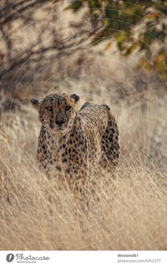 Namibia, Porträt eines Geparden Vegetation Wildtier Wildtiere ein Tier 1 Einzelnes Tier eins einzeln Außenaufnahme draußen im Freien Vorderansicht frontal