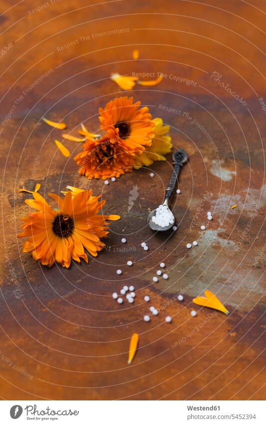 Blüten der Ringelblume, Löffel und Kügelchen auf rostigem Grund Medikament Arzneimittel Medizin Medikamente Calendula officinalis Ringelblumen orange
