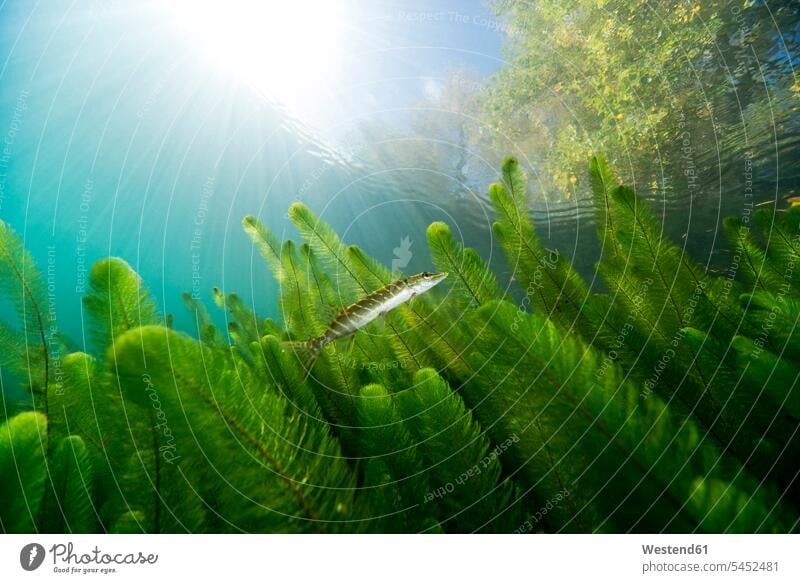 Nördlicher Hecht im flachen Wasser eines Sees Niemand Textfreiraum Raubfisch Raubfische Wildleben wildlife Tiermotive Tierthemen Süßwasserfisch Myriophyllum