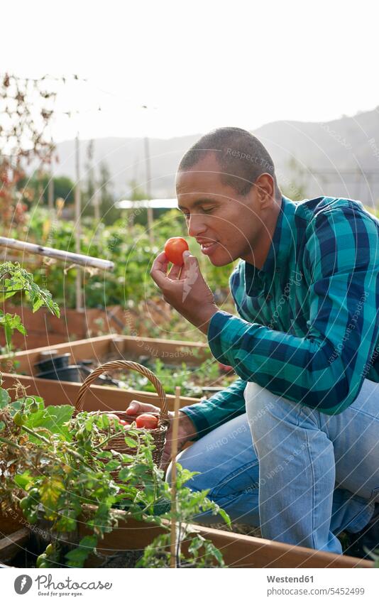 Lächelnder Junglandwirt riecht an einer Tomate Bauer Landwirte Bauern riechen Landwirtschaft Duft duftend Geruch Düfte ernten Ernte Garten Gärten Gaerten Mann