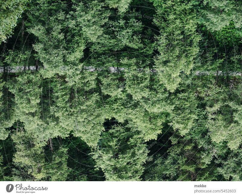 Kopfüber durch den Wald Bäume Baum Hang Berghang Natur Sicht grün wandern Landschaft Erholung Umwelt Straße Weg Wege & Pfade Waldweg durchqueren Perspektive