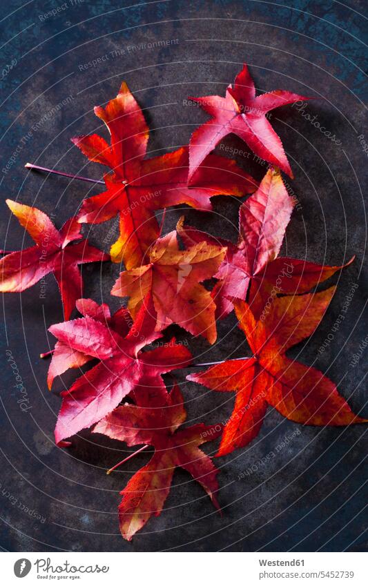Herbstliche Blätter von Süßgummi rot rote roter rotes zerbrechlich Fragilität fragil gebrechlich Fragilitaet Zerbrechlichkeit Herbstblatt Herbstblaetter