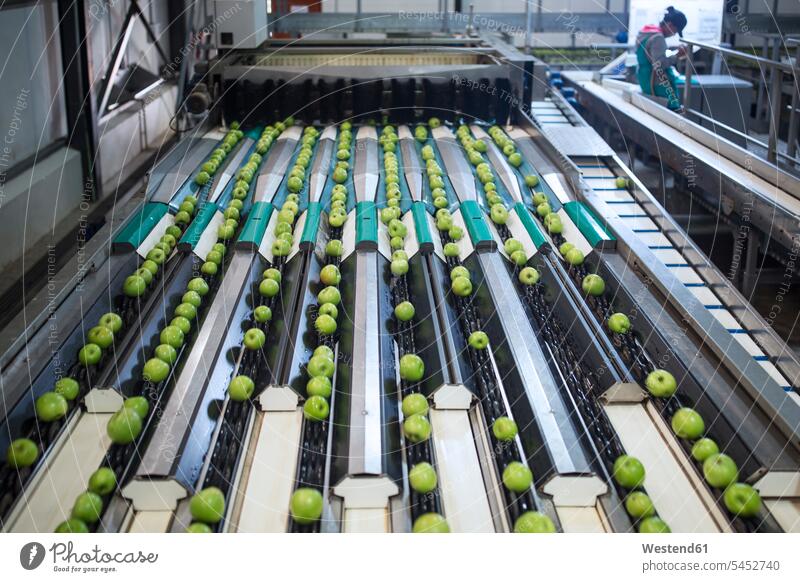 Grüne Äpfel in der Fabrik werden sortiert gemischtrassige Person Innenaufnahme drinnen Innenaufnahmen Maschine Maschinen grüner Apfel grüne Äpfel Industrie