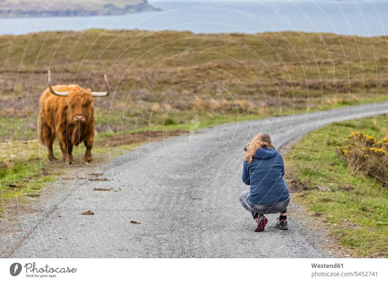 Großbritannien, Schottland, Innere Hebriden, Isle of Skye, Tourist beim Fotografieren von Hochlandrindern Europäer Kaukasier Europäisch kaukasisch Küste Kueste