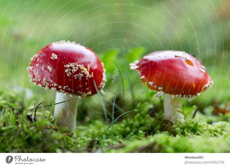 Zwei Fliegenpilze Naturschutzgebiet Schutzgebiet Schutzgebiete Naturschutzgebiete Deutschland rot rote roter rotes Pilz Fungi Pilze Ruhe Beschaulichkeit ruhig