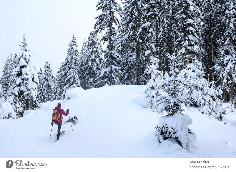 Österreich, Altenmarkt-Zauchensee, junge Frau mit Hund auf Skitour im Winterwald Hunde winterlich Winterzeit Wald Forst Wälder Skis Schi Schier Skier weiblich