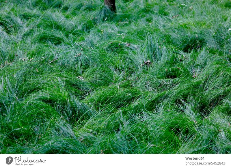 Grünes Gras Natur Wachsen Wachstum Frische frisch Tag am Tag Tageslichtaufnahme tagsueber Tagesaufnahmen Tageslichtaufnahmen tagsüber Hintergrund Waldboden