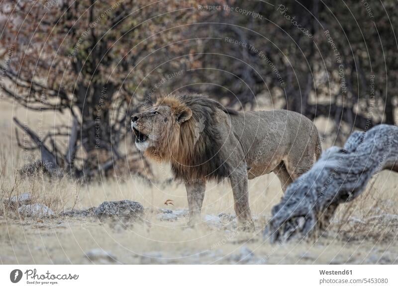 Namibia, Etoscha-Nationalpark, brüllender Löwe Vegetation Republik Namibia Wildtier Wildtiere ein Tier 1 Einzelnes Tier eins einzeln Außenaufnahme draußen