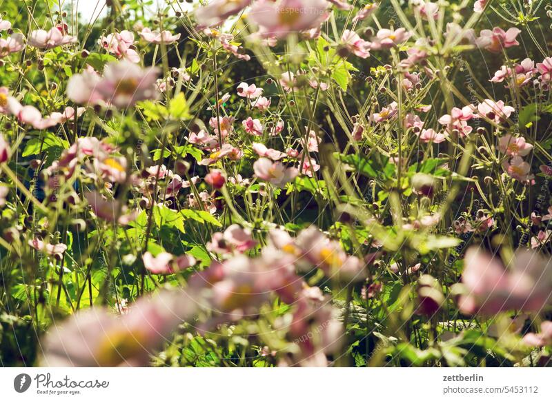 Herbstanemonen blühen blüte erholung ferien garten herbstanemone kleingarten kleingartenkolonie menschenleer nachbarschaft natur pflanze ruhe saison