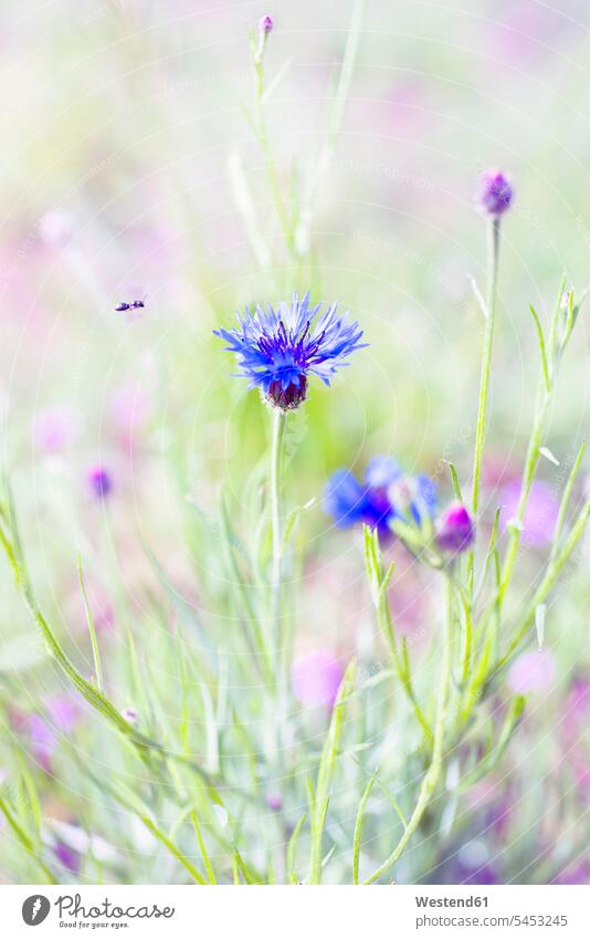 Fliegende Biene und Kornblume Nahrungssuche Futter suchen Nahrung suchen Außenaufnahme draußen im Freien Wildleben wildlife Gras blühen erblühen blühend blau