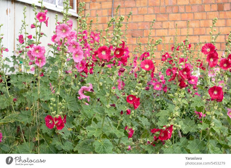 Foto von blühenden Stockrosen, die draußen blühen Fotografie Blume Natur Pflanze Farbbild keine Menschen Schönheit hell im Freien Garten Rosa Farbe Blatt